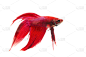 红色,暹罗斗鱼,自然,宠物,水平画幅,无人,动物,图像,多色的,摄影