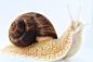 Needle Felted Land Snail Large Snail Sculpture by YvonnesWorkshop: 