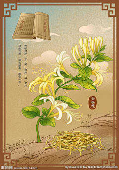 微风起时故人归采集到金银花