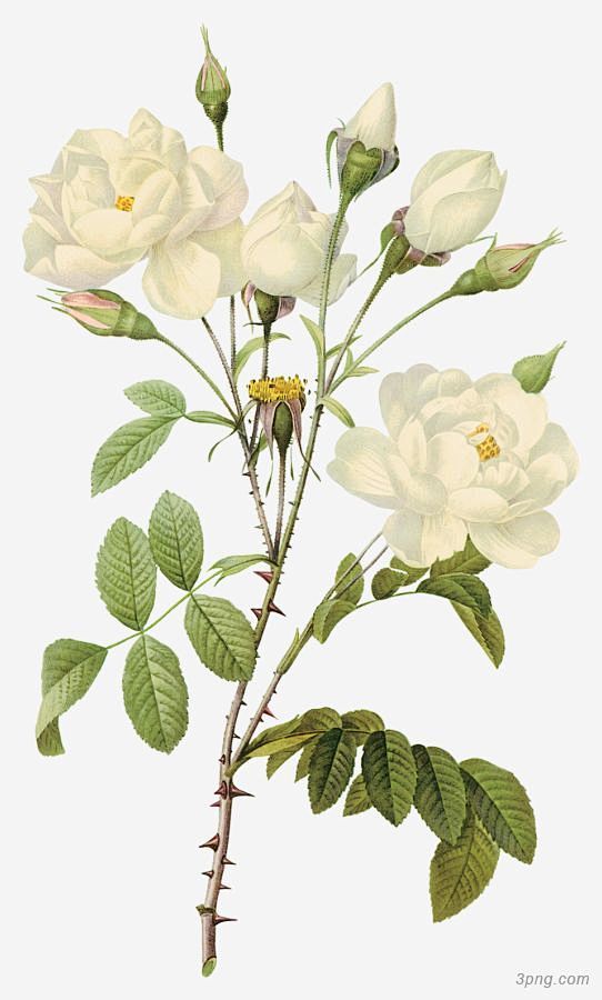 白色玫瑰花玫瑰花|白色玫瑰花|玫瑰花|花...