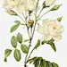 白色玫瑰花玫瑰花|白色玫瑰花|玫瑰花|花|玫瑰|白玫瑰|爱情|浪漫|花朵|花蕊|花蕾|绿叶|手绘花|古风素材|玫瑰|玫瑰花瓣|白玫瑰|手绘玫瑰|红玫瑰|红色玫瑰花|玫瑰花藤|玫瑰花边框|红色玫瑰|白色玫瑰花|手中的玫瑰花|玫瑰花框|水彩玫瑰花|玫瑰花从背景|玫瑰花线条|玫瑰花装饰|矢量玫瑰花|玫瑰花瓣红玫瑰|黄玫瑰|一朵红色玫瑰花