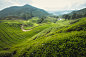 Mark Andrews在 500px 上的照片Cameron Highlands