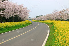 刘小二的2采集到道路植物