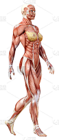 3D插图女性数字与肌肉地图上的白色