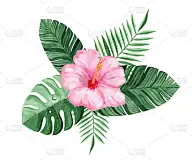 水彩画粉红色的木槿和绿色的热带叶子组成孤立在白色的背景