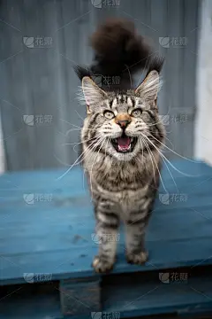 斑猫缅因猫在户外喵喵地看着相机_5120886723
