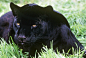 Black jaguars are powerful hunters and play a vital role within their ecosystem. Like all jaguars, these carnivores are masters of ambush, and it is thought that their dark color adaptation might aid these cats in their hunting. © David Lawson, WWF