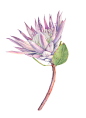 King Protea. Watercolor Botanical Illustration. on Behance