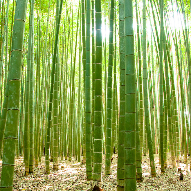 日本京都岚山公园，竹林。