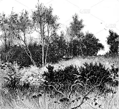 伦敦温布尔登公猫选自1886年的《英语画报》