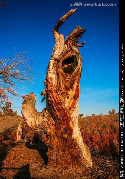 新疆胡杨林深秋季节千年不朽树干树根扭曲枝干植物树木秋季秋天秋色