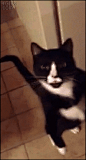 20151227064002606.gif (209×390)