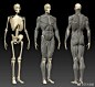 人体肌肉骨骼绘画参考模型 ​​​​