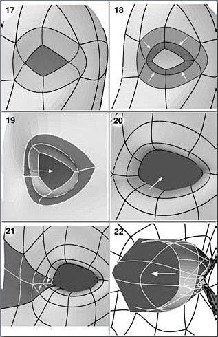 Fig. 06