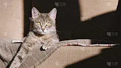 一只漂亮的带条纹的灰猫，黄眼睛。一只家猫躺在米色格子布下面的沙发上。家里有只猫。图片为兽医诊所，关于
