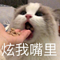 猫咪炫饭表情包