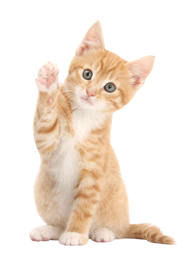 打招呼猫