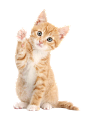 打招呼猫