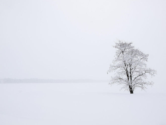 Snow tree by Kedama ...