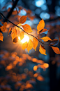 阳光秋天枫叶图片摄影图