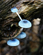 Mycena interrupta. Looks more like a midcentury modern lighting installation than a mushroom, which is weird, but in the coolest possible way.
#植物#