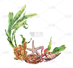 水彩航海边界与珊瑚礁。手绘水下插图与海带分支, 海星和贝壳孤立的白色背景。设计航海插图.