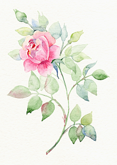 手绘玫瑰-花瓣网|陪你做生活的设计师