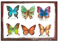 水彩 绘画 手绘 插画 写实 写生 颜料 教程 入门 蝴蝶 动物 作品