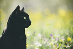 微雨湿落花采集到萌哒哒❉猫猫