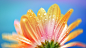 KALEIDOSCOPIC PETALS I on Behance