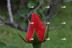 玫瑰 花卉背景 花壁纸 玫瑰花 美丽的花朵 红色的 红色的玫瑰