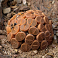 Lithops characteristics and cultivation（这这这这都养成球型了，给歪果仁跪了）