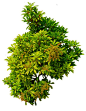 Shrub 01 PNG.. by Alz-Stock-and-Art.deviantart.com on @DeviantArt