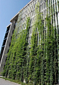 垂直绿化小专题—带你了解什么是垂直绿化？ |屋面绿化|垂直绿化形式|植物与应用|天工问答