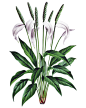 婚礼请柬复古手绘草本植物插画花卉花束 PNG免抠设计素材  (7)
