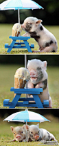 英国地文郡一个农场上刚出生的两头小猪。。这两天天气太热太晒。。农场主专门给他们找来了阳伞和冰激凌。。萌爆了阿。。。。（转）