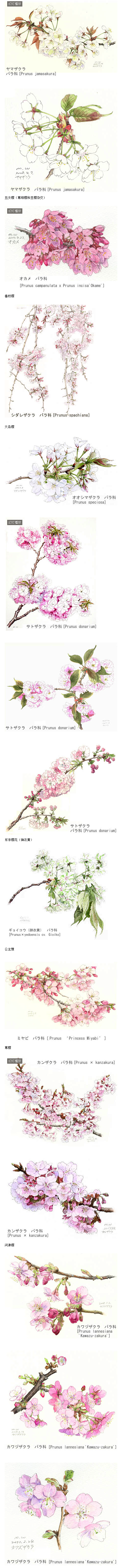 若松伦夫水彩花卉集（二）
日本人对于樱...