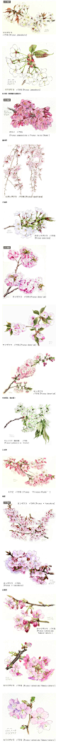 若松伦夫水彩花卉集（二）
日本人对于樱花情有独钟
此篇汇集若松伦夫水彩花卉中所有的樱花