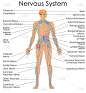 医学教育的生物学为中枢神经系统关系图的图表