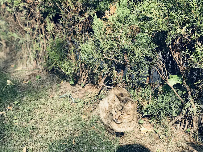 猫咪日记 | 管子上能有多舒服，还是在阳...