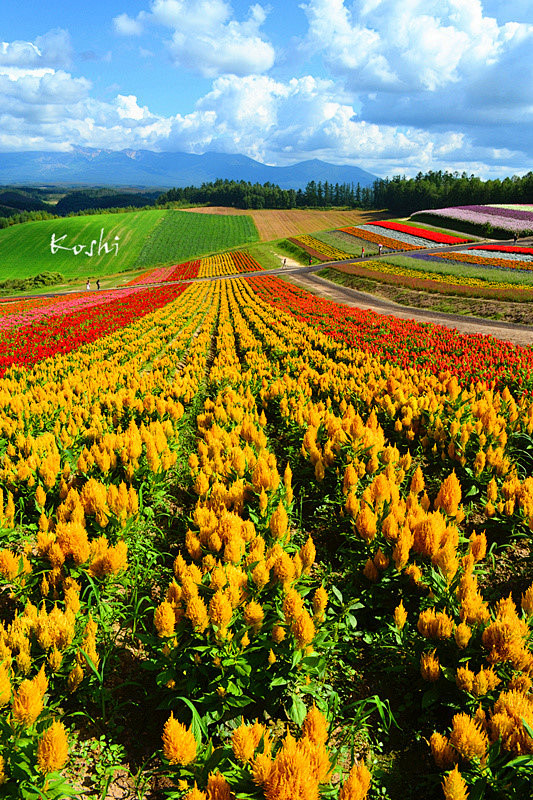 北海道绽放在夏末的花海——美瑛富良野