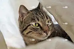 猫 窗帘 全高清壁纸 老虎 家猫 动物 家畜 鲭鱼