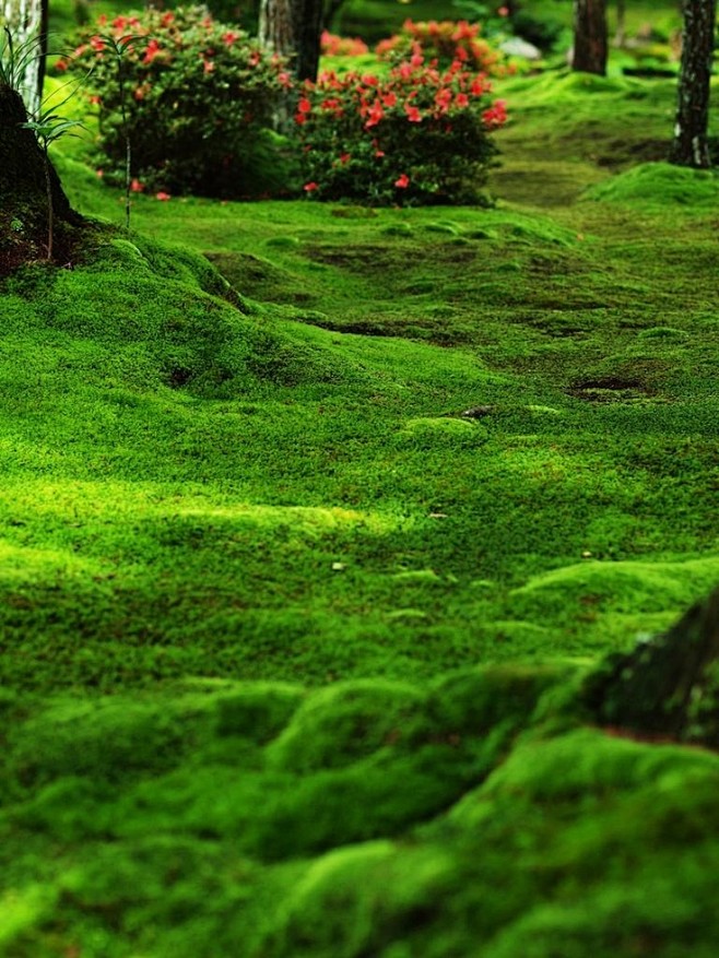 Moss garden, Saiho-j...