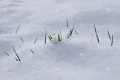 雪天的草药在乡下