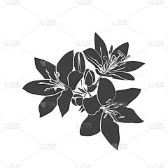 许丽PIng采集到花草系列