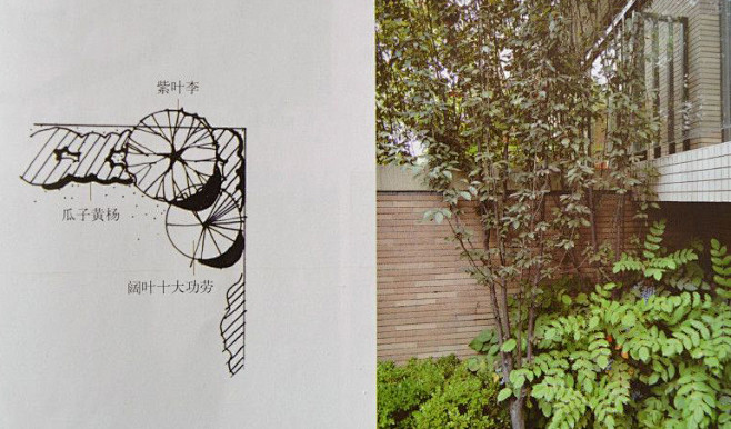 园林设计实例：植物配置平面图与实景对照 ...
