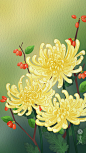 菊花 重阳 传统节日 丰盛良食  手绘 插画 壁纸