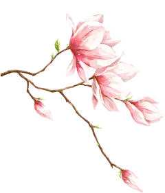 春天手绘粉色玉兰