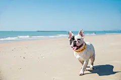 点击来源直接获取大图文件 |Portrait of french bulldog on the beach