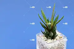 盆栽的植物 背景 酷背景 植物 美丽的壁纸 壁纸4K 全高清壁纸